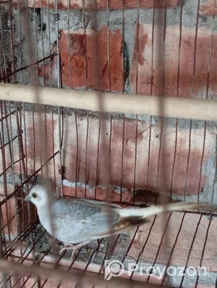 অস্ট্রেলিয়ান ঘুঘু পাখি,, ডায়মন্ড, জাভা পাখি