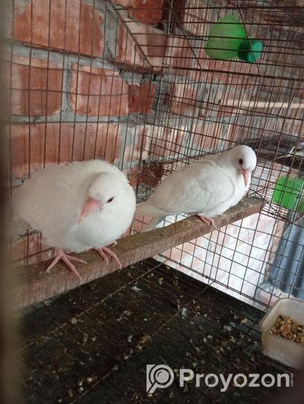 অস্ট্রেলিয়ান ঘুঘু পাখি,, ডায়মন্ড, জাভা পাখি