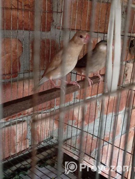 অস্ট্রেলিয়ান ঘুঘু পাখি,, ডায়মন্ড, জাভা পাখি