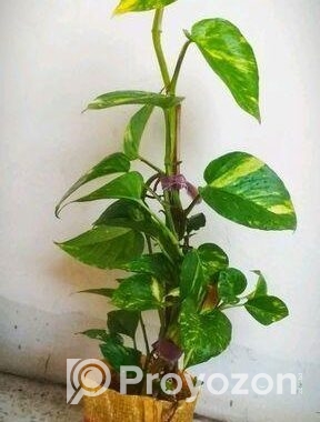 টবে মানি প্ল্যান্ট গাছ