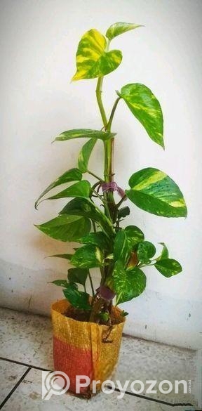 টবে মানি প্ল্যান্ট গাছ