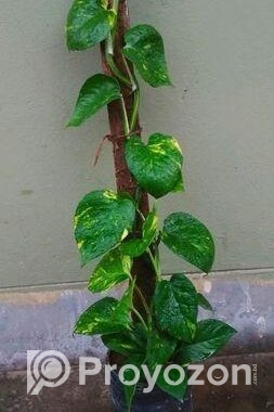 রকে করুন সবুজে ভরপুর – ৫টি গাছের কম্বো
