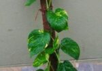 টবে মানি প্ল্যান্ট গাছ