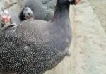 তীত পাখি বিক্রয় করা হবে