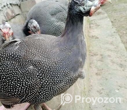 তীত পাখি বিক্রয় করা হবে