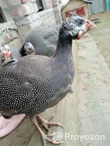 তীত পাখি বিক্রয় করা হবে