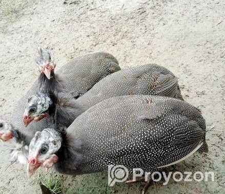 তীত পাখি বিক্রয় করা হবে