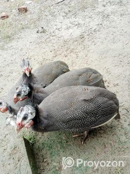 তীত পাখি বিক্রয় করা হবে