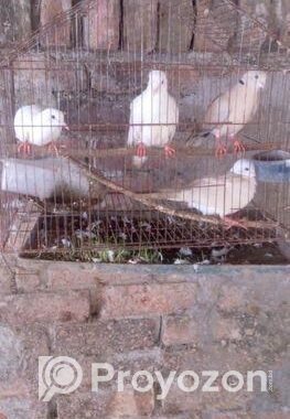 কম দামে ঘুঘু পাখি