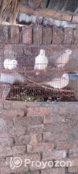 কম দামে ঘুঘু পাখি