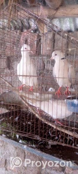 কম দামে ঘুঘু পাখি