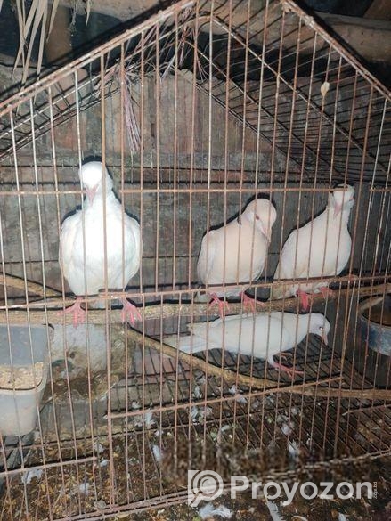 কম দামে ঘুঘু পাখি