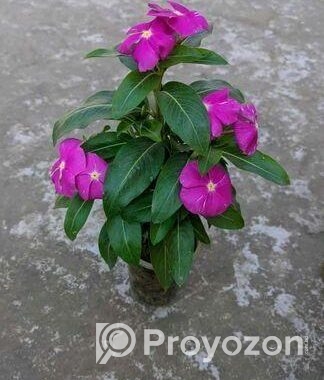 রকে করুন সবুজে ভরপুর – ৫টি গাছের কম্বো