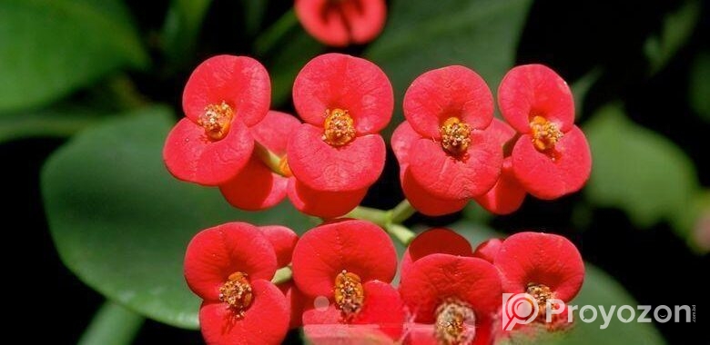 রকে করুন সবুজে ভরপুর – ৫টি গাছের কম্বো