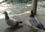 ভালো মানের গিরিবাজ কবুতর এর বাচ্ছা