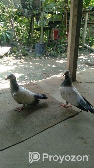 ভালো মানের গিরিবাজ কবুতর এর বাচ্ছা