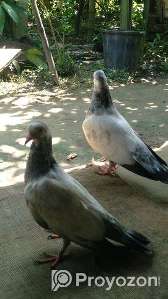 ভালো মানের গিরিবাজ কবুতর এর বাচ্ছা