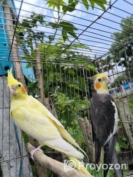 রানিং মাস্টার পেয়ার বিগ সাইজের ককাটেল পাখি