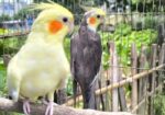 রানিং মাস্টার পেয়ার বিগ সাইজের ককাটেল পাখি