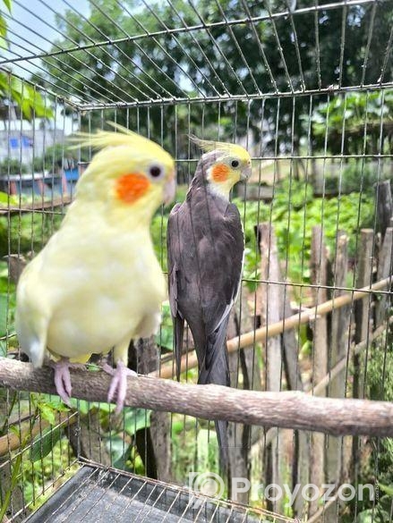 রানিং মাস্টার পেয়ার বিগ সাইজের ককাটেল পাখি