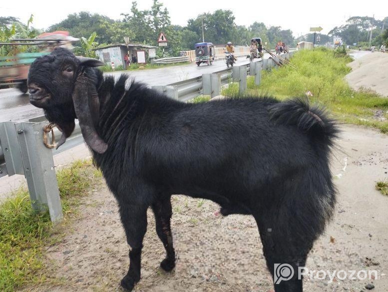 পাঠা ছাগল বিক্রি হবে