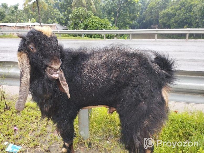 পাঠা ছাগল বিক্রি হবে