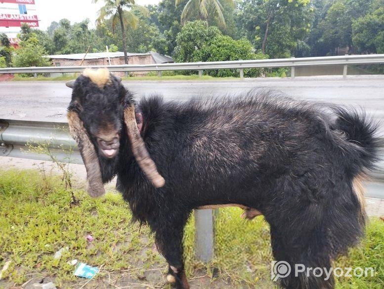 পাঠা ছাগল বিক্রি হবে