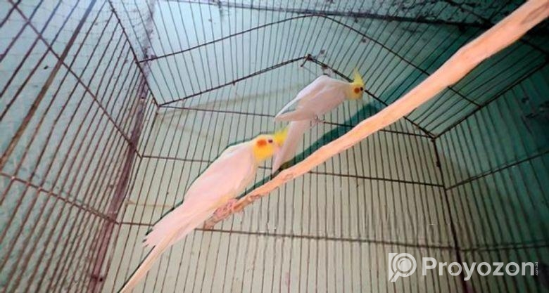 রানিং কোকাটেল পাখি