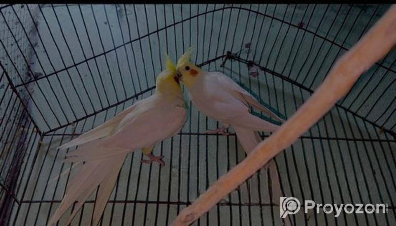 রানিং কোকাটেল পাখি