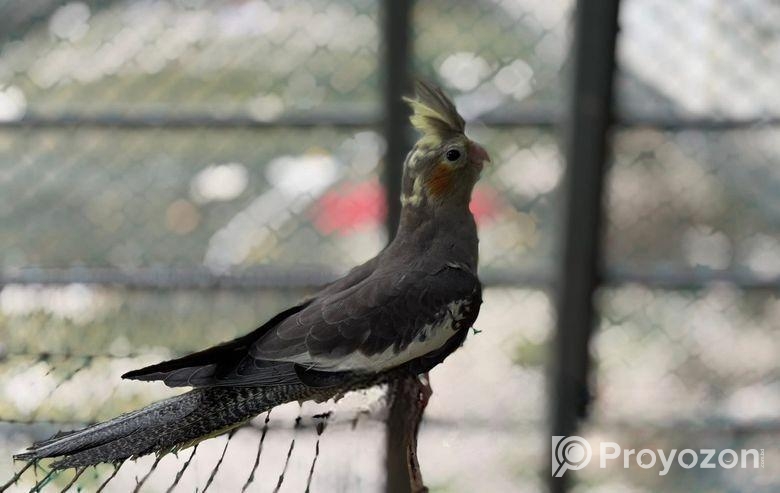 রানিং কোকাটেল পাখি