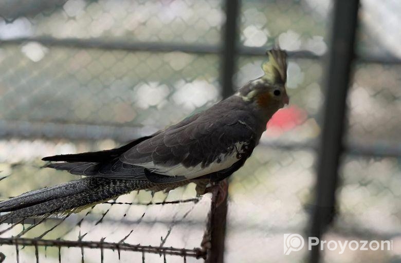 রানিং কোকাটেল পাখি