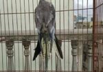 রানিং কোকাটেল পাখি