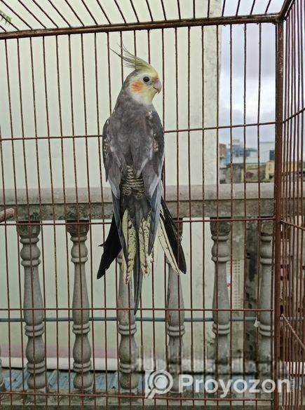 রানিং কোকাটেল পাখি