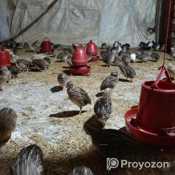 ডিম পাড়া কোয়েল পাখি