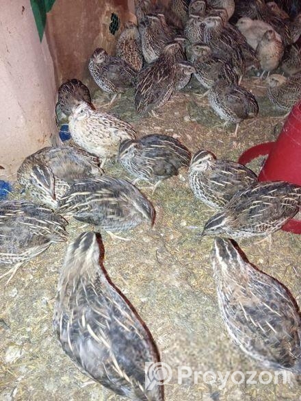 ডিম পাড়া কোয়েল পাখি