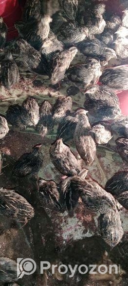 রানিং ডিম পাড়া কোয়েল পাখি বিক্রয় করা হবে