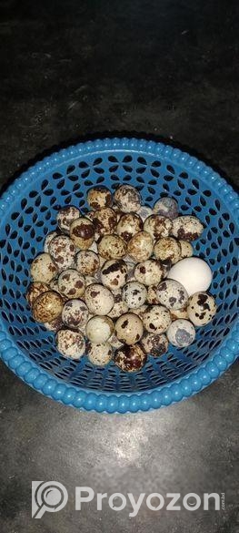 রানিং ডিম পাড়া কোয়েল পাখি বিক্রয় করা হবে