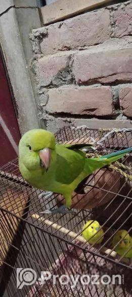 রিংনেক টিয়া বিক্রি হবে