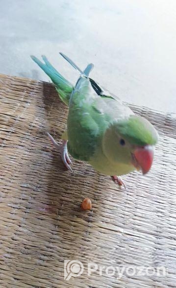 রিংনেক টিয়া বিক্রি হবে