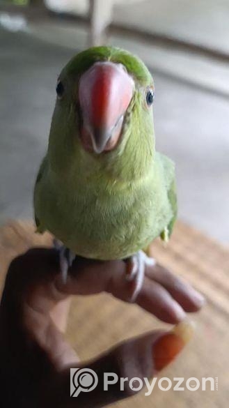 রিংনেক টিয়া বিক্রি হবে