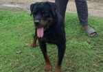 Rottweiler Male Sell Hobe