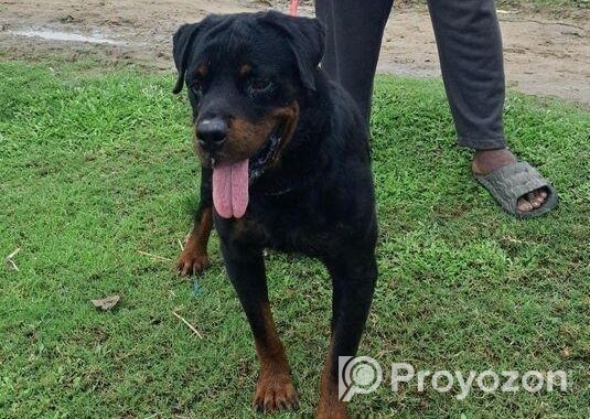 Rottweiler Male Sell Hobe