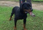 Rottweiler Male Sell Hobe