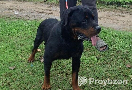 Rottweiler Male Sell Hobe
