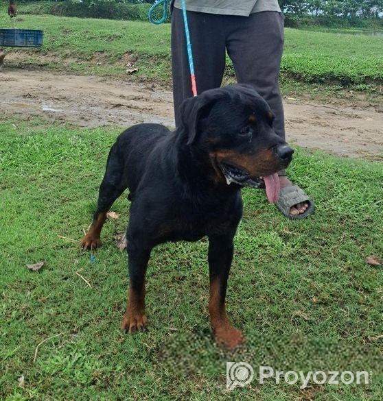 Rottweiler Male Sell Hobe