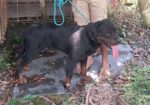 Rottweiler Male Sell Hobe