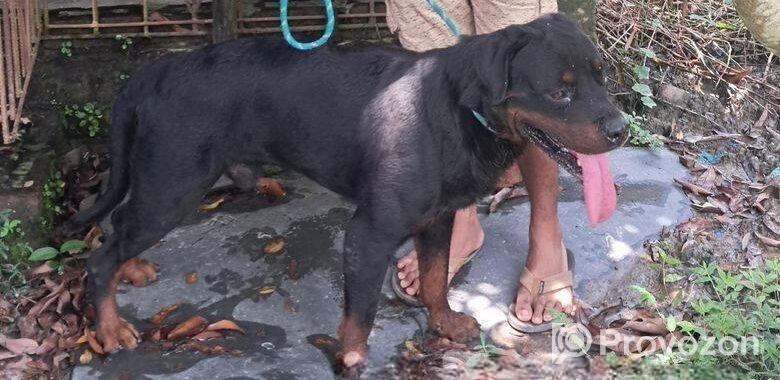 Rottweiler Male Sell Hobe