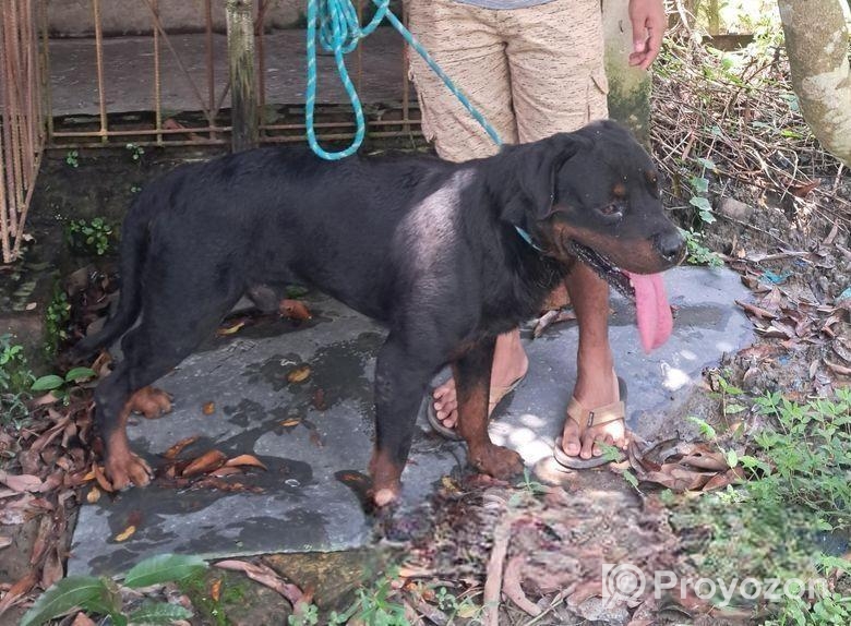 Rottweiler Male Sell Hobe
