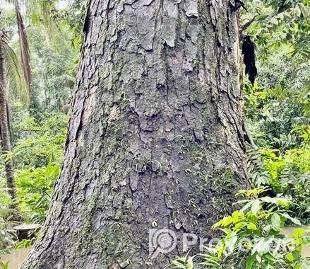 শত বছরের পুরাতন ও বিশাল বড় রেইন্ট্রি গাছ বিক্রি