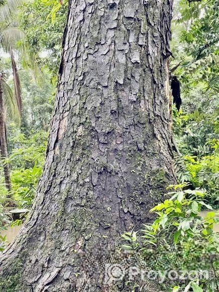 শত বছরের পুরাতন ও বিশাল বড় রেইন্ট্রি গাছ বিক্রি